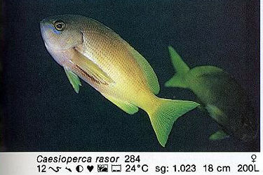 Caesioperca rasor